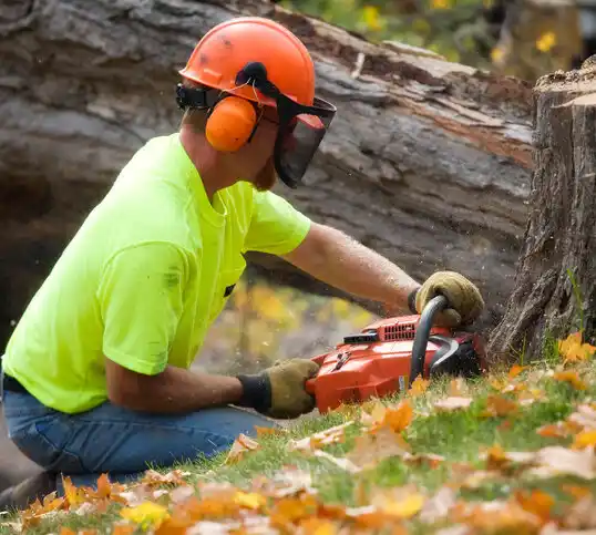 tree services Little Silver